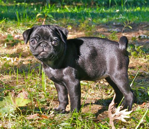fileblack pug puppypng wikimedia commons