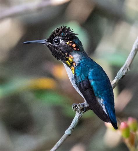 bee hummingbird  rare cuban jewel owen deutsch photography