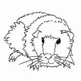 Cochon Inde Coloriage Imprimer Pig Hamster Dinde Colorier Indias Conejillo Russe Imprimé sketch template