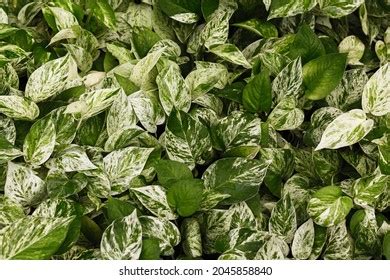 spotted betel leaf plant nature detail stock photo