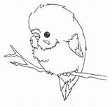 Budgie Budgies Cartoon Parakeet Cockatiel Penguin sketch template