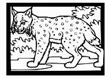 Ras Colorat Planse Lynx Desene Coloriages Educative Trafic sketch template