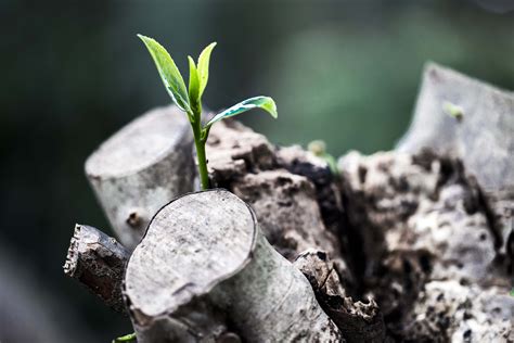 images tree nature branch growth plant leaf flower trunk