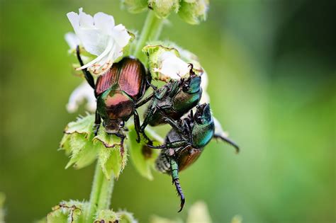 june bugs  beneficial   garden   shouldnt  rid