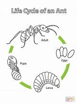 Cycle Ant Life Coloring Printable Pages Ants Science Preschool Crafts Insect Biology Supercoloring Cycles Kids Worksheet Drawing Kindergarten Insects Template sketch template