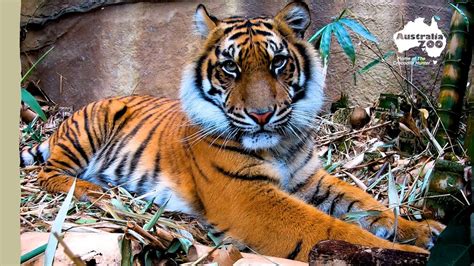 meet  tiger keepers australia zoo life youtube