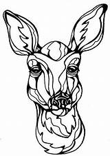 Face Deer Coloring Pages Getcolorings Color sketch template