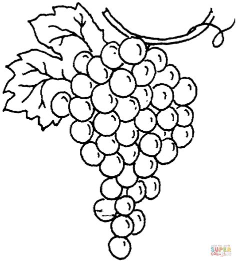 grape coloring page  printable coloring pages