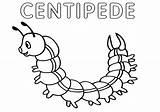 Coloring Centipede Pages Print sketch template