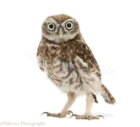 young  owl photo wp