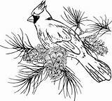 Cardinal Coloring Bird Branch Pages Patterns Adult Pyrography Drsdesigns Christmas Colouring Cardinals Burning Wood sketch template