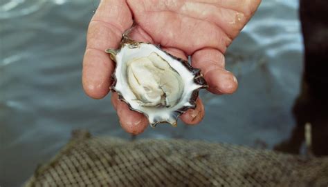 opinion  oysters reveal  sea change   york times