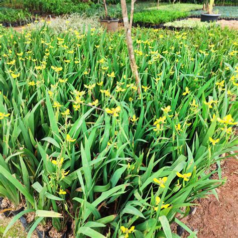 jual tanaman hias airis bunga kuning pohon airis bunga kuning kab
