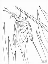 Mayfly Coloringbay sketch template
