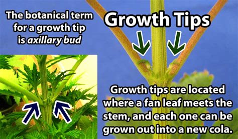 Topping Vs Fiming Cannabis Instruction Guide Grow Weed