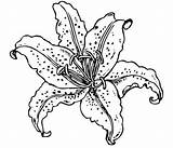 Coloring Lily Drawing Pages Relax Beautiful sketch template