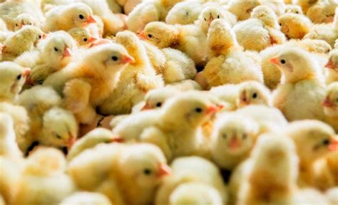 tercemar insektisida jutaan anak ayam dimusnahkan mimbar rakyat