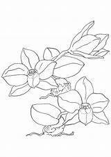Coloring Orchid Pages Orchids Sheet Pretty Kids Printable Books sketch template
