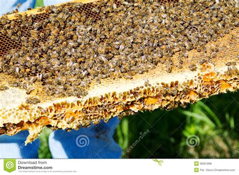 bijen op honingraatdienblad stock foto image  landelijk bijgebouw