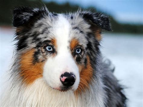 australian shepherd dog  true western hero canineplanetnet