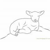 Lamb Coloring Coloringpages101 sketch template