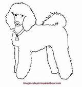 Poodle Caniche Perro Pudel Bichon Malvorlage Frise Animado Perros Aprende Rapido Tierno Sigues Anteriores Veras sketch template