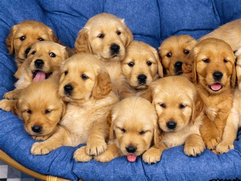 pictures  beautiful puppies nice wallpapers animals  nature wallpapers