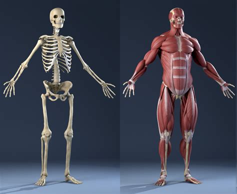 realistic anatomy skeleton muscles  model