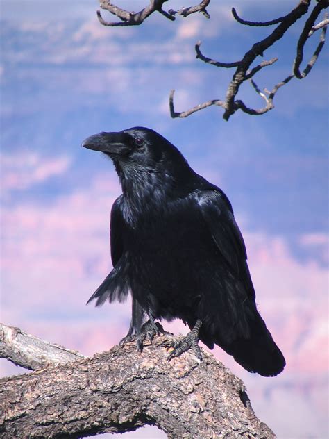 eats  crow