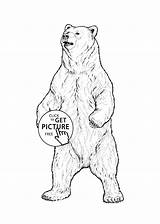 Bear Grizzly Standing Drawing Coloring Getdrawings sketch template