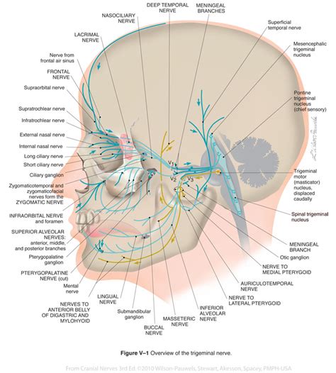 cranial nerves 3rd edition trigeminal v