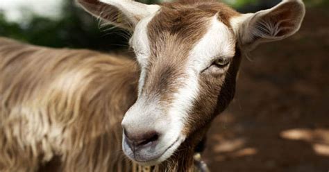 Man Who Had Sex With A Goat 10 Times Declares I Asked His Permission