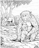 Apes Monkeys Chimpanzee Coloringhome Malvorlage Mammals Primate Adults Coloringbay Gorilla Source sketch template