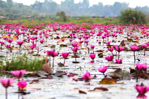 there is a pink water lilies lake in thailand that s absolutely stunning