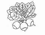 Beets Coloring Pages Three sketch template