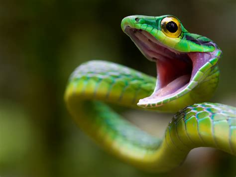 resolution snake green snake costa rica