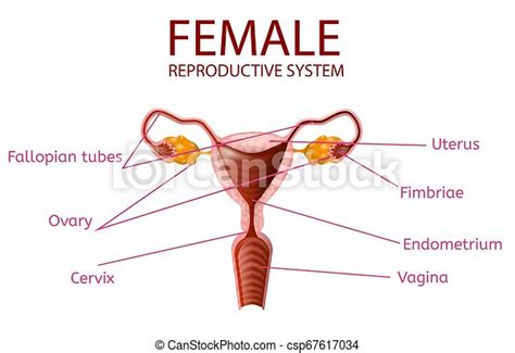 anatomical banner female reproductive system detailed woman s