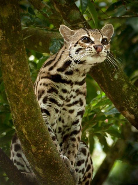 the margay leopardus wiedii is a small nocturnal wild cat native to