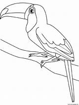 Toucan Coloring Pages Bird Printable Kids Drawing Birds Clipart Toucans Colouring Color Outline Animals Realistic Book Print Line Wild Sheets sketch template