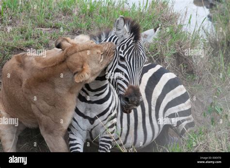lion kills  zebra stock photo alamy