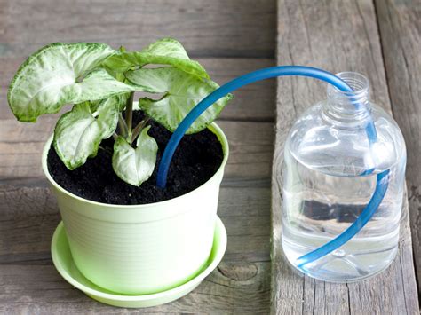 automatic houseplant watering making  indoor watering system