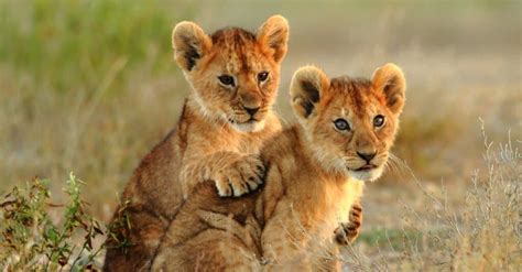 baby lions  lion cub pictures   facts unianimal