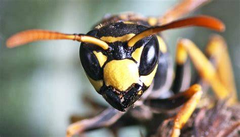 beautiful   paper wasp page  animal encyclopedia