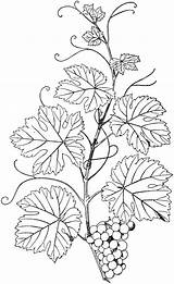 Vine Natural Branch Coloring Branches Etc Pages Patterns Usf Edu Drawing Clipart Colouring Pyrography Large sketch template