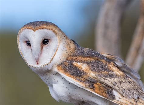 learn  identify  owls   calls audubon