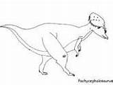 Coloring Pages Pachycephalosaurus Dinosaur Ws sketch template