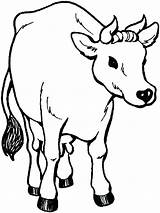 Cow Coloring Pages Kids Drawing Adults Cows Color Printable Print Getcolorings Getdrawings sketch template