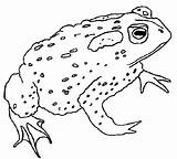 Coloring Pages Frog Print sketch template