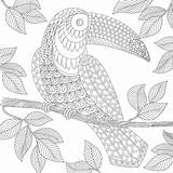 Paradise Coloring Tropical Book sketch template
