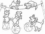 Coloring Dogs Pages Circus Animals Print Kids Circo sketch template